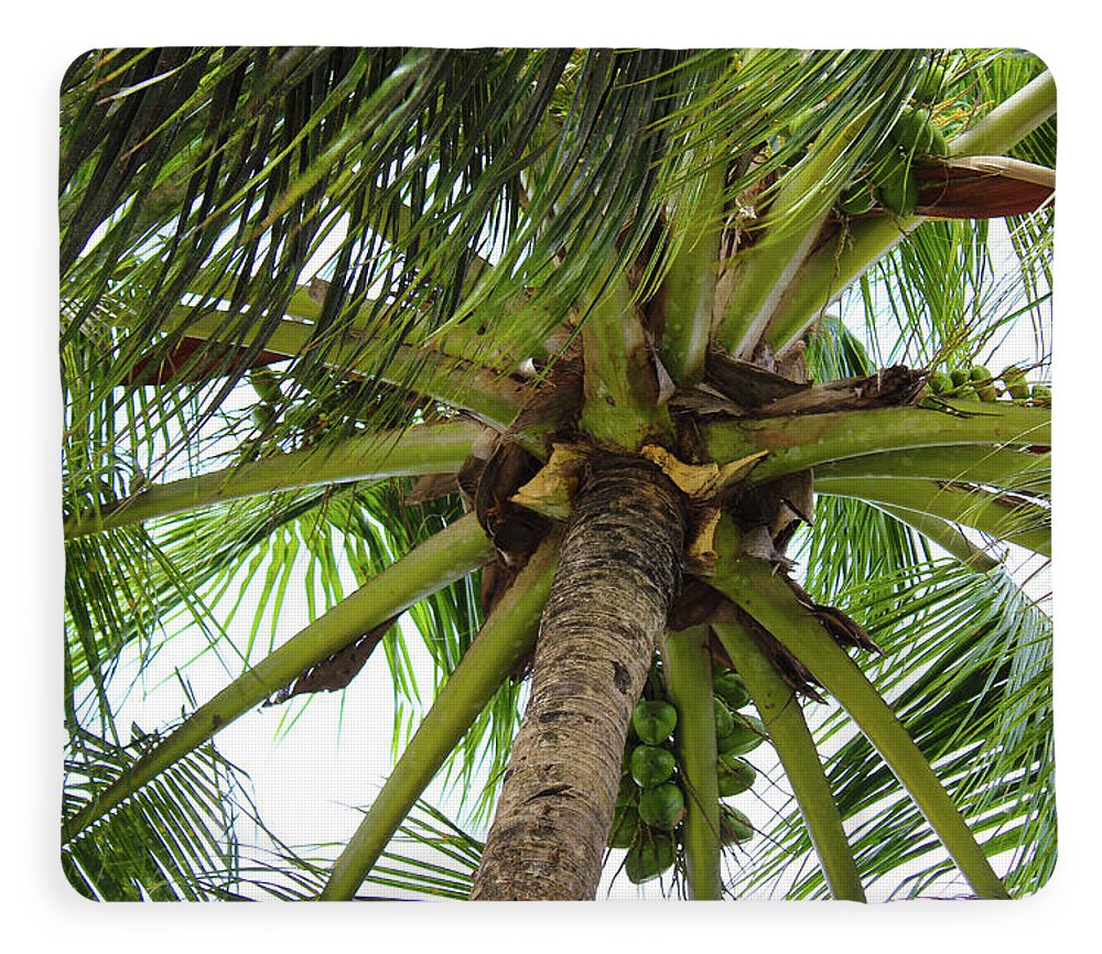 Under The Coconut Tree - Blanket