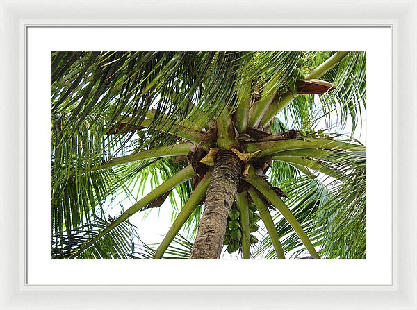 Under The Coconut Tree - Framed Print