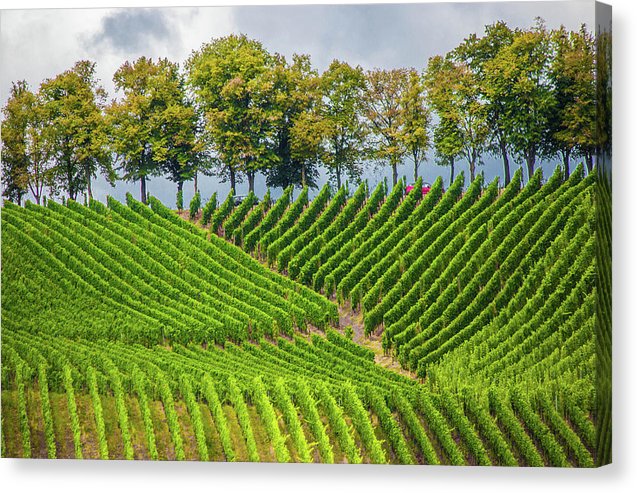 Vineyards In The Grand Duchy Of Luxembourg - Canvas Print