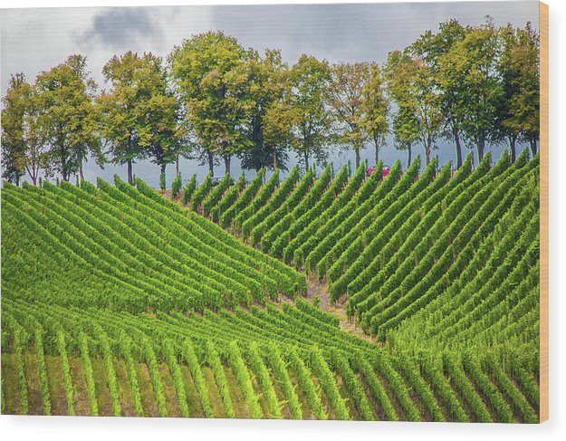 Vineyards In The Grand Duchy Of Luxembourg - Wood Print