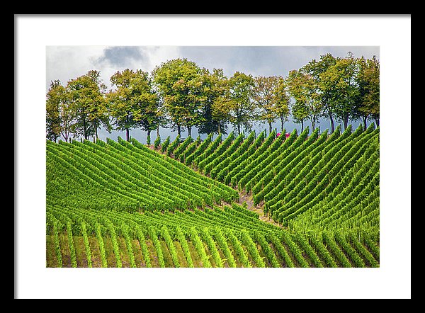 Vineyards In The Grand Duchy Of Luxembourg - Framed Print