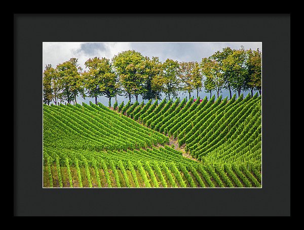 Vineyards In The Grand Duchy Of Luxembourg - Framed Print