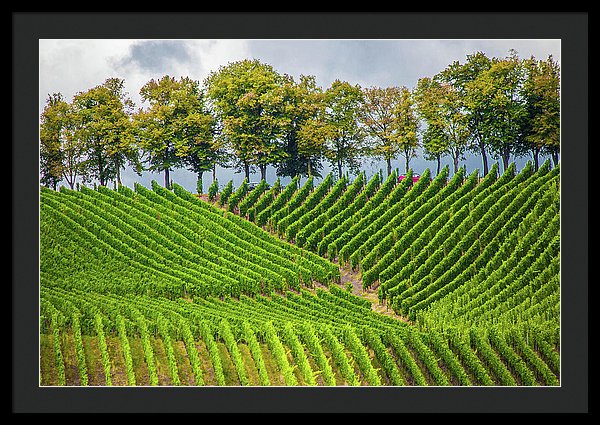 Vineyards In The Grand Duchy Of Luxembourg - Framed Print