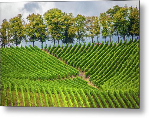 Vineyards In The Grand Duchy Of Luxembourg - Metal Print