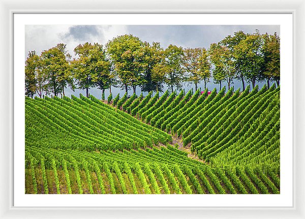 Vineyards In The Grand Duchy Of Luxembourg - Framed Print