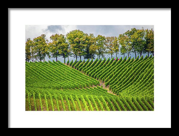 Vineyards In The Grand Duchy Of Luxembourg - Framed Print