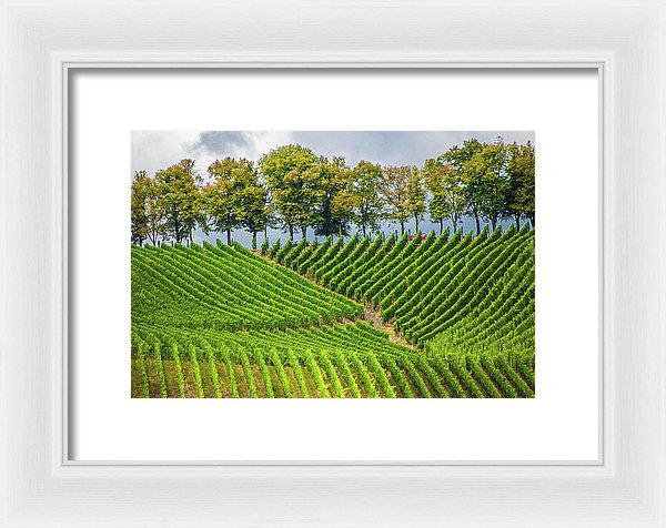 Vineyards In The Grand Duchy Of Luxembourg - Framed Print