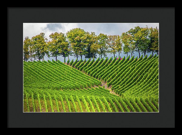 Vineyards In The Grand Duchy Of Luxembourg - Framed Print