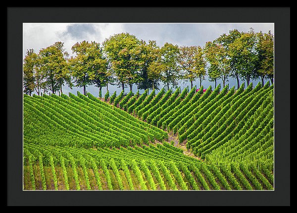 Vineyards In The Grand Duchy Of Luxembourg - Framed Print