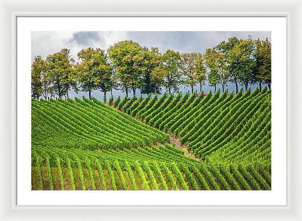 Vineyards In The Grand Duchy Of Luxembourg - Framed Print