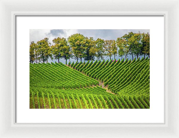 Vineyards In The Grand Duchy Of Luxembourg - Framed Print