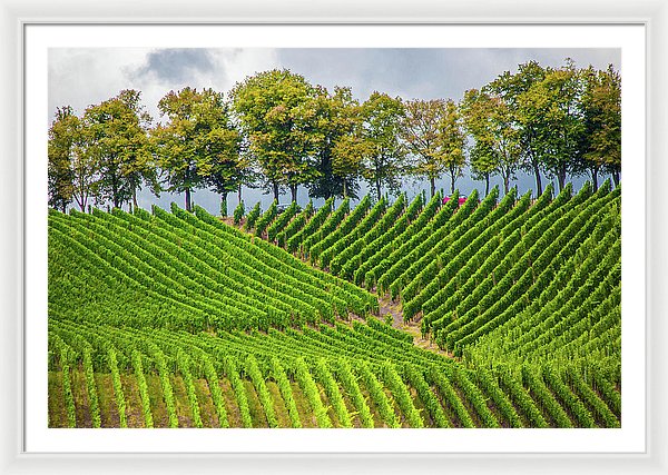 Vineyards In The Grand Duchy Of Luxembourg - Framed Print