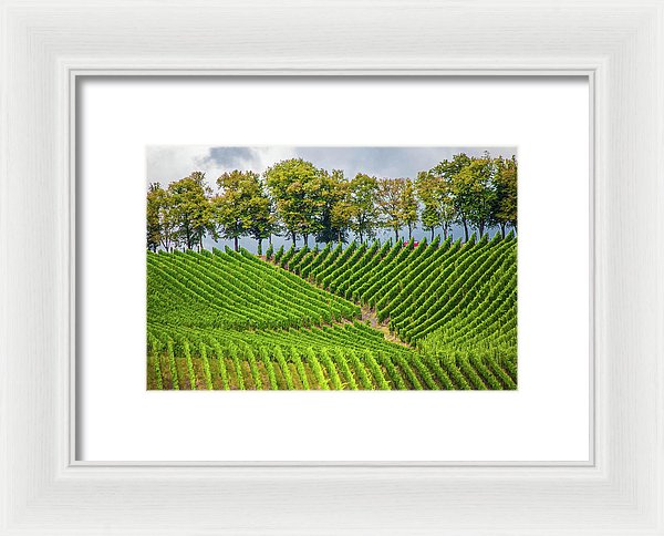 Vineyards In The Grand Duchy Of Luxembourg - Framed Print