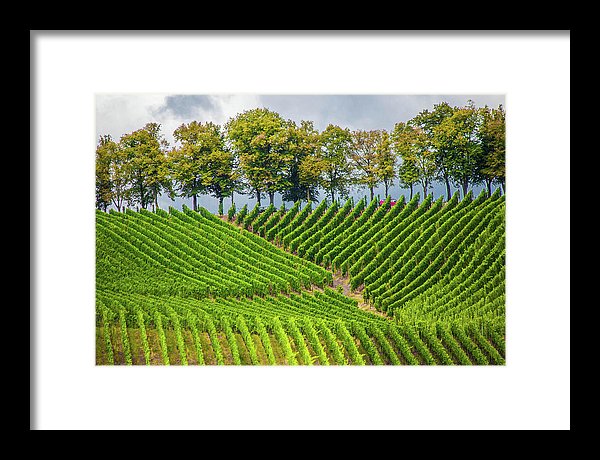 Vineyards In The Grand Duchy Of Luxembourg - Framed Print