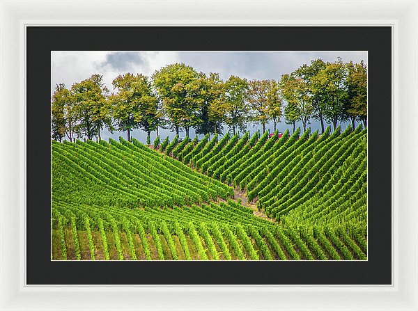 Vineyards In The Grand Duchy Of Luxembourg - Framed Print