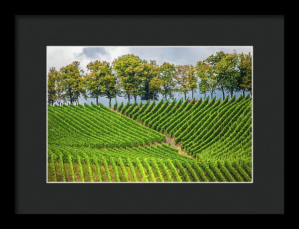 Vineyards In The Grand Duchy Of Luxembourg - Framed Print