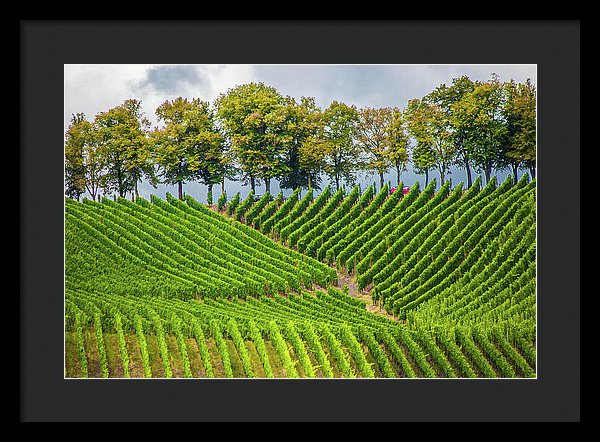 Vineyards In The Grand Duchy Of Luxembourg - Framed Print