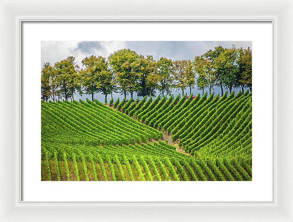 Vineyards In The Grand Duchy Of Luxembourg - Framed Print