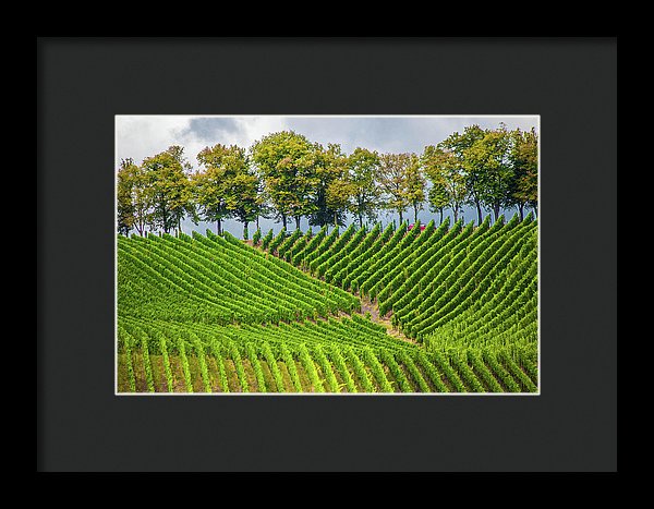 Vineyards In The Grand Duchy Of Luxembourg - Framed Print