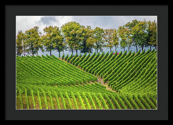 Vineyards In The Grand Duchy Of Luxembourg - Framed Print