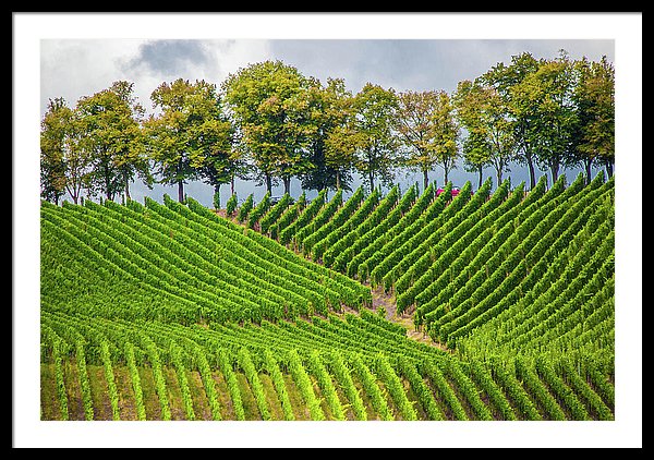 Vineyards In The Grand Duchy Of Luxembourg - Framed Print