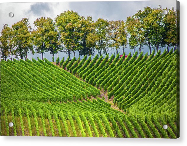 Vineyards In The Grand Duchy Of Luxembourg - Acrylic Print