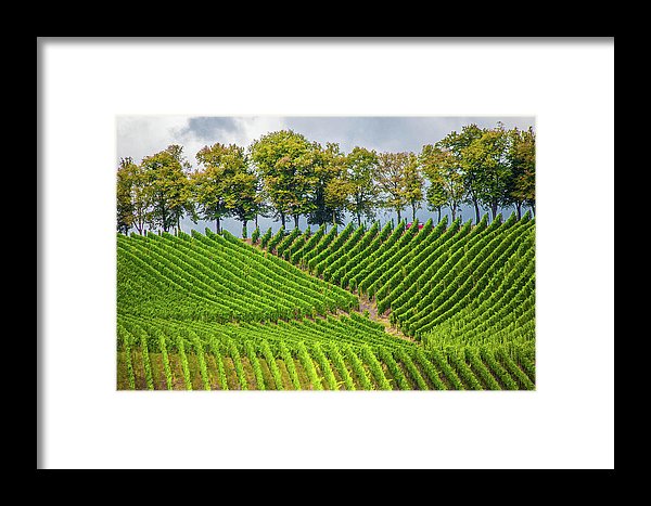 Vineyards In The Grand Duchy Of Luxembourg - Framed Print