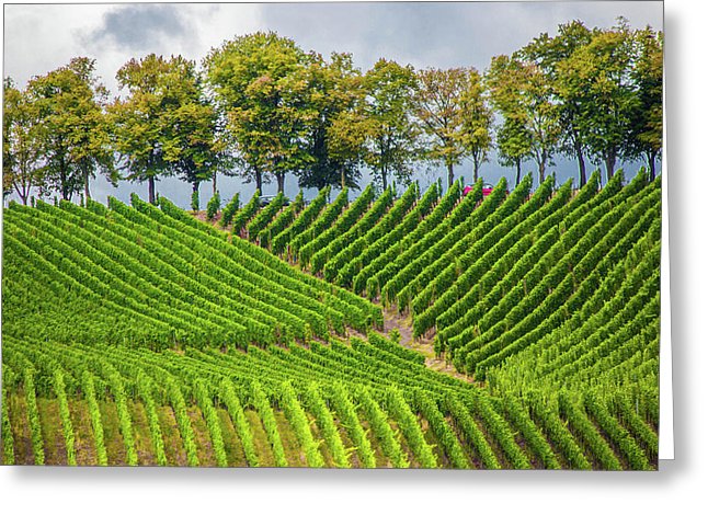 Vineyards In The Grand Duchy Of Luxembourg - Greeting Card