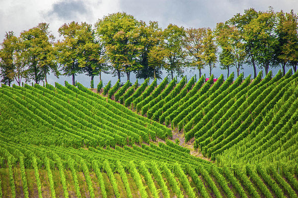 Vineyards In The Grand Duchy Of Luxembourg - Art Print