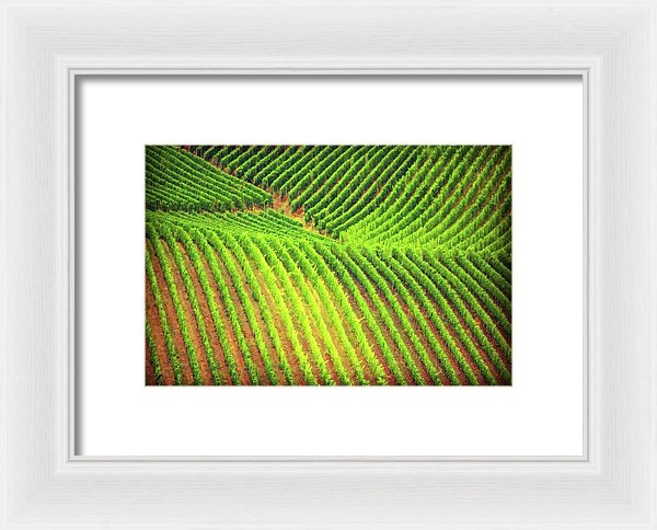 Vineyards  - Framed Print