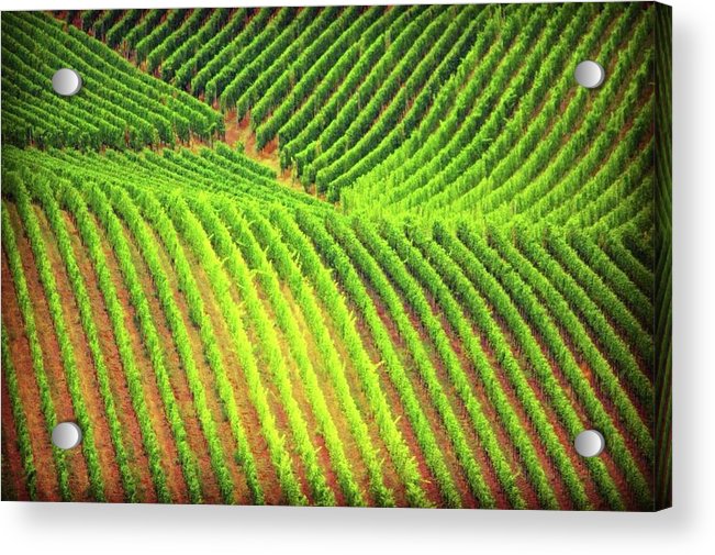 Vineyards  - Acrylic Print
