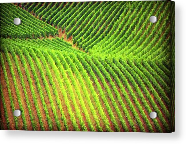 Vineyards  - Acrylic Print