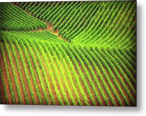 Vineyards  - Metal Print