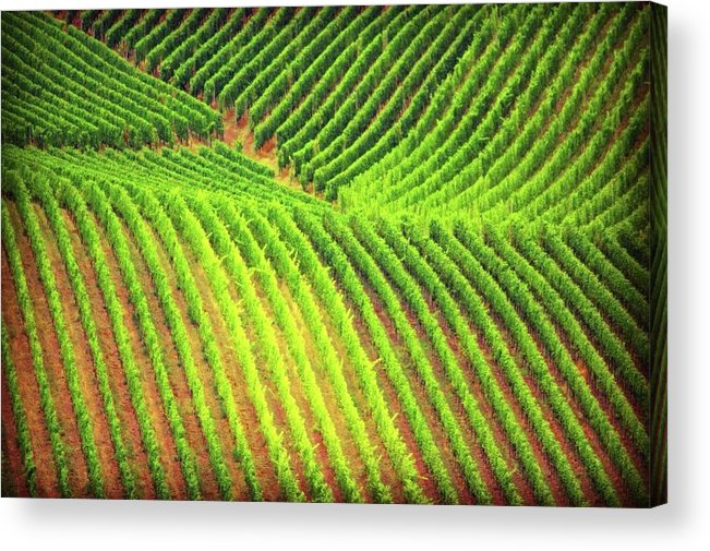 Vineyards  - Acrylic Print