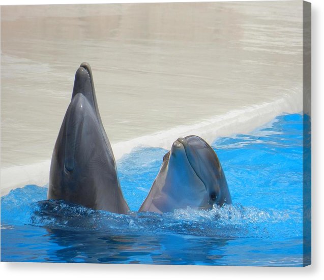 When Dolphins Dance - Canvas Print