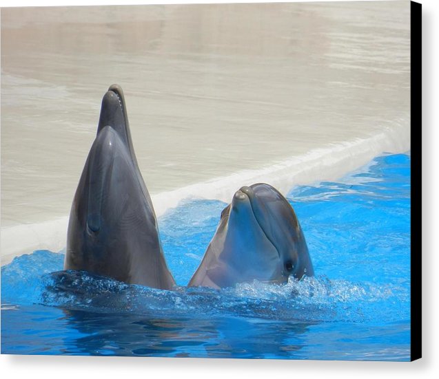 When Dolphins Dance - Canvas Print