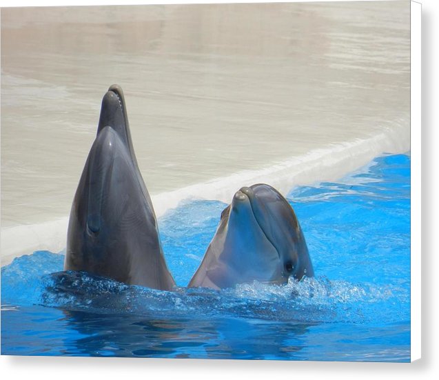 When Dolphins Dance - Canvas Print
