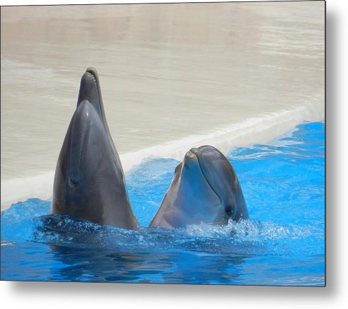When Dolphins Dance - Metal Print