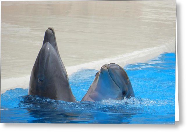 When Dolphins Dance - Greeting Card