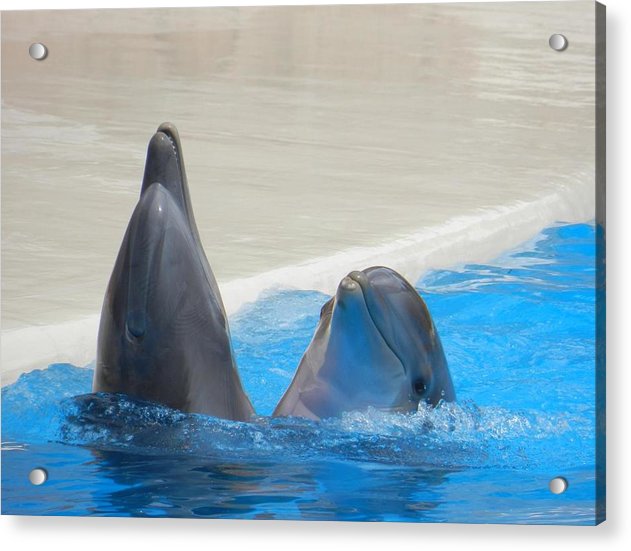 When Dolphins Dance - Acrylic Print