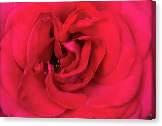 Whisper Of Passion - Canvas Print