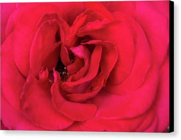 Whisper Of Passion - Canvas Print