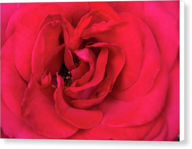 Whisper Of Passion - Canvas Print