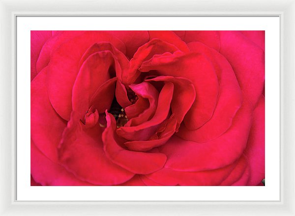 Whisper Of Passion - Framed Print