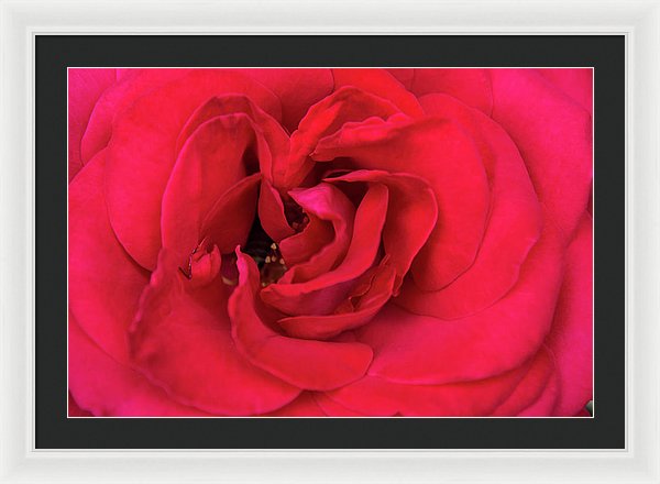 Whisper Of Passion - Framed Print