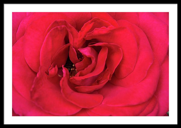 Whisper Of Passion - Framed Print