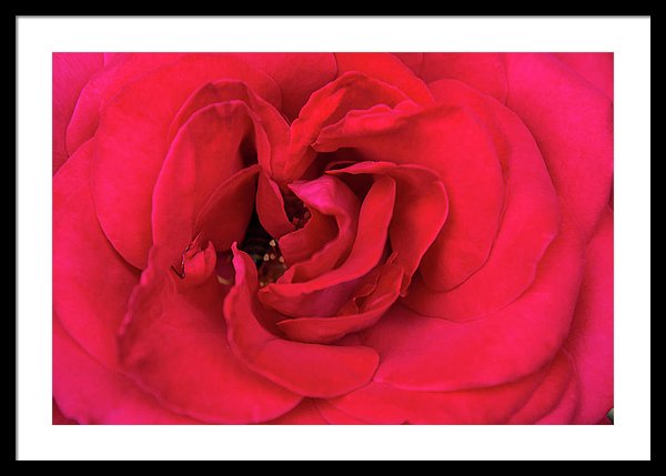 Whisper Of Passion - Framed Print