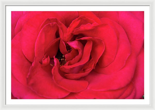 Whisper Of Passion - Framed Print