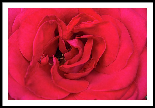 Whisper Of Passion - Framed Print