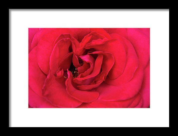 Whisper Of Passion - Framed Print